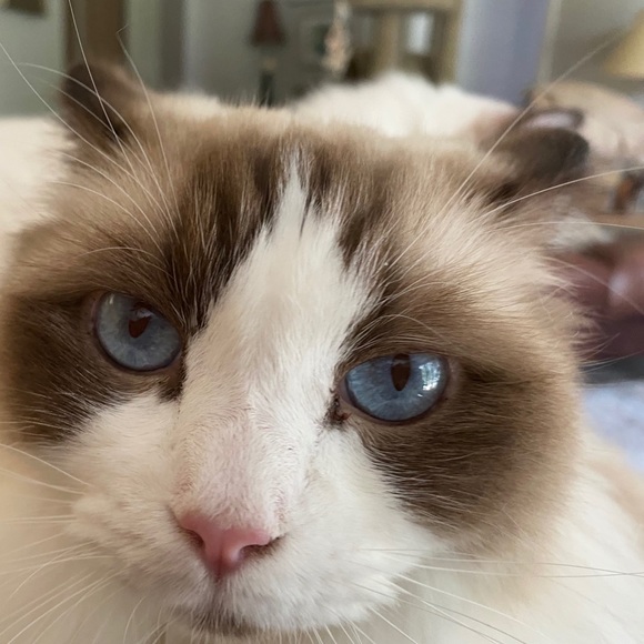 Meet your Posher, Posh - Picture 5 of 5